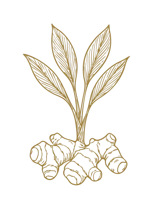 Galangal