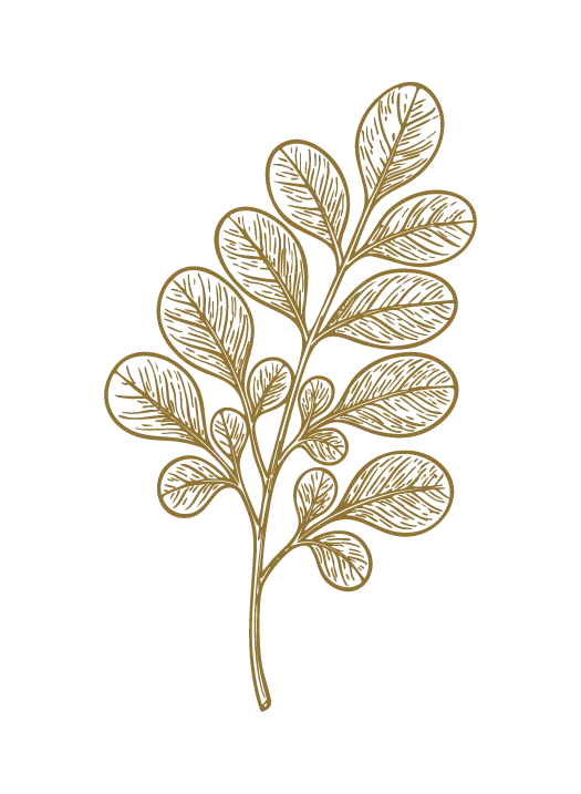 Moringa